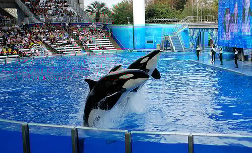 Sea World by markhodgk sea world orlando photo