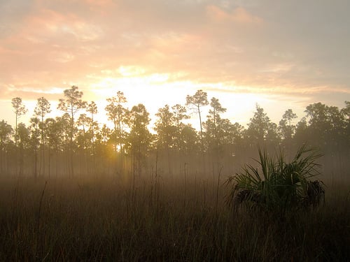 Everglades National Park Long Pine Key Nature Trail by MiguelVieira Everglades National Park photo