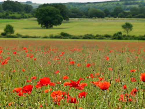 Field poppies by Countryside Online flower field photo