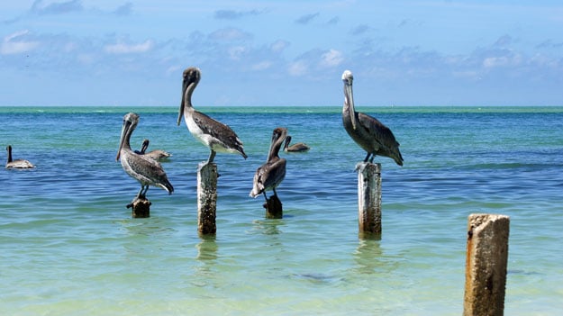 Brown Pelicans