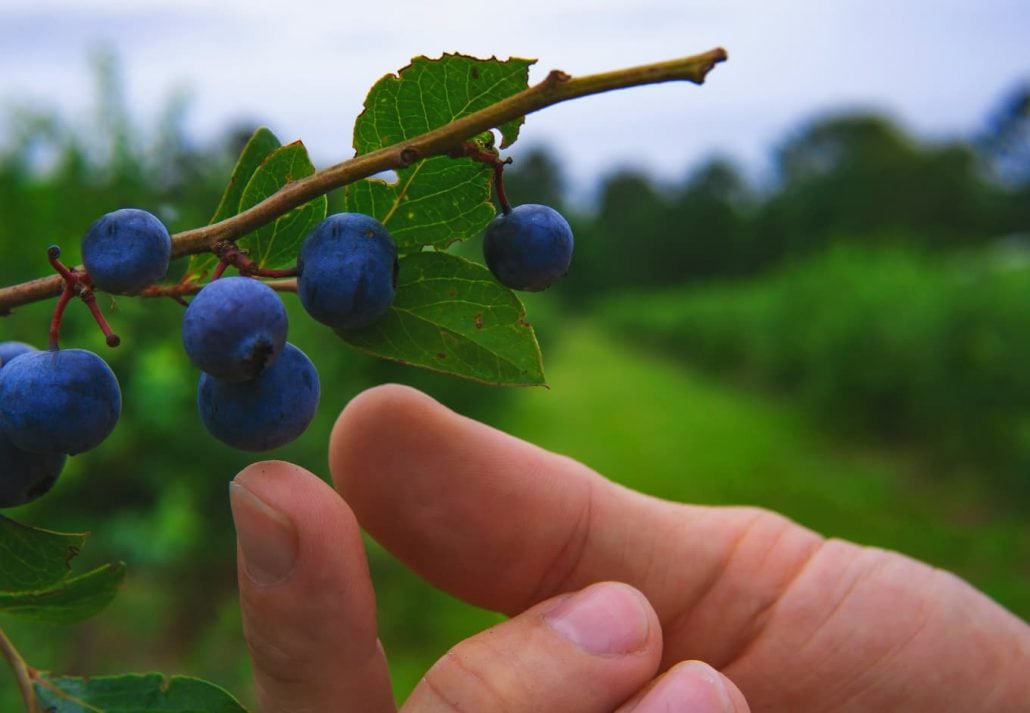 blueberry-picking-in-florida-sweet-pickings | CuddlyNest Travel Blog how to pick the sweetest blueberries