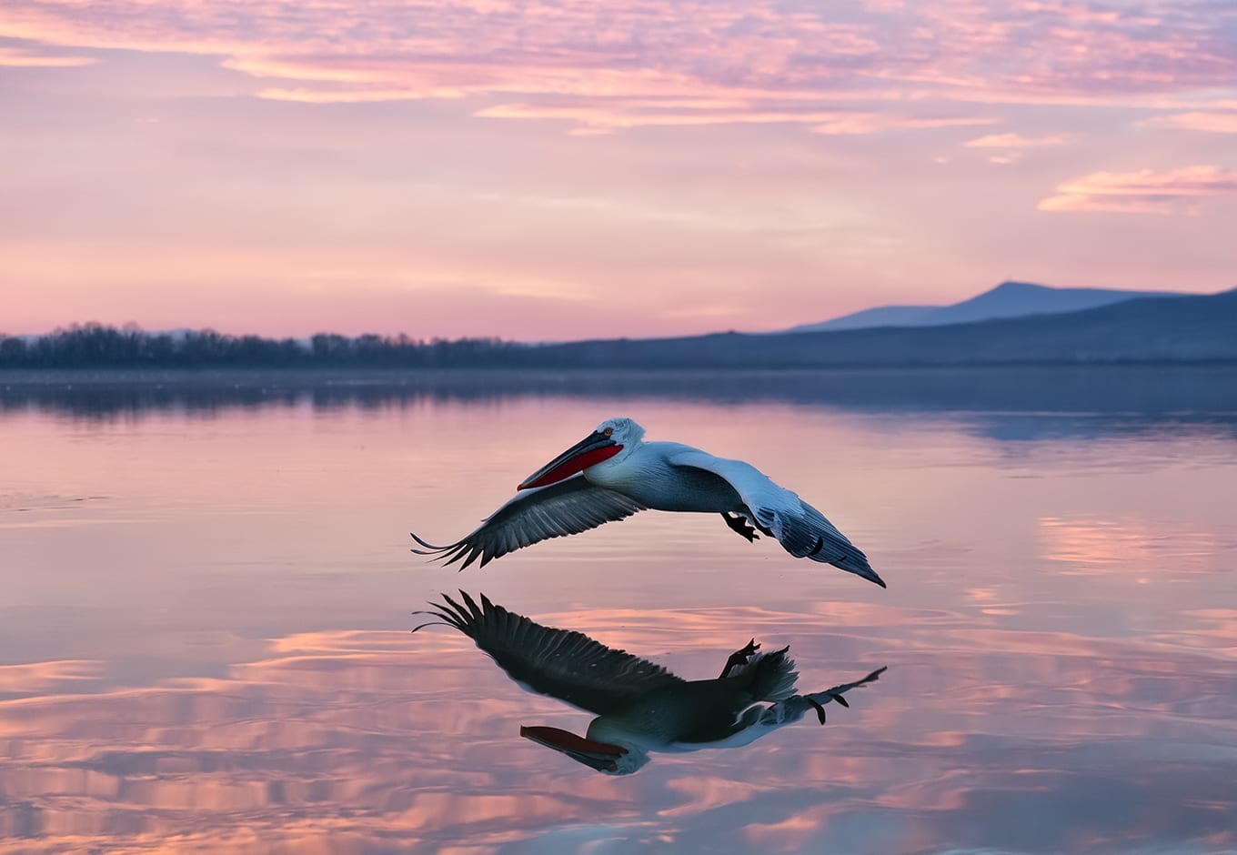 Best Places to See Florida’s White Pelicans