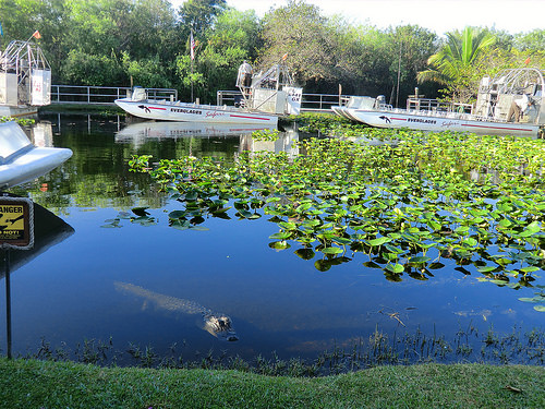 Everglades Safari Park - see the 'Gator by Traveller-Reini Everglades Safari Park photo