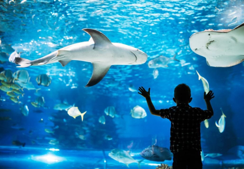Little boy marveling sharks and fishes at an aquarium.