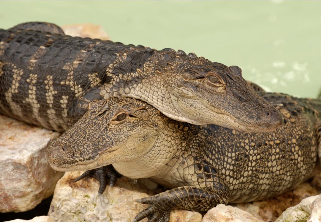 Two baby gators in a pool at Gatorland, Orlando, Florida