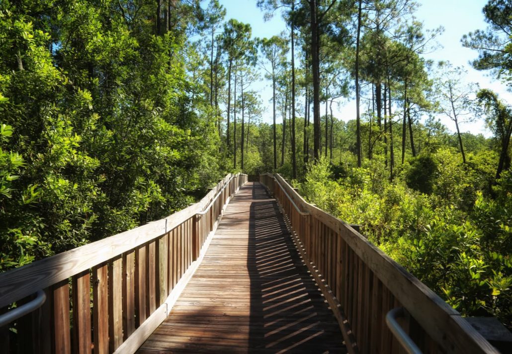 Nature Trail Flower Tibet-Butler Preserve Orlando, Florida