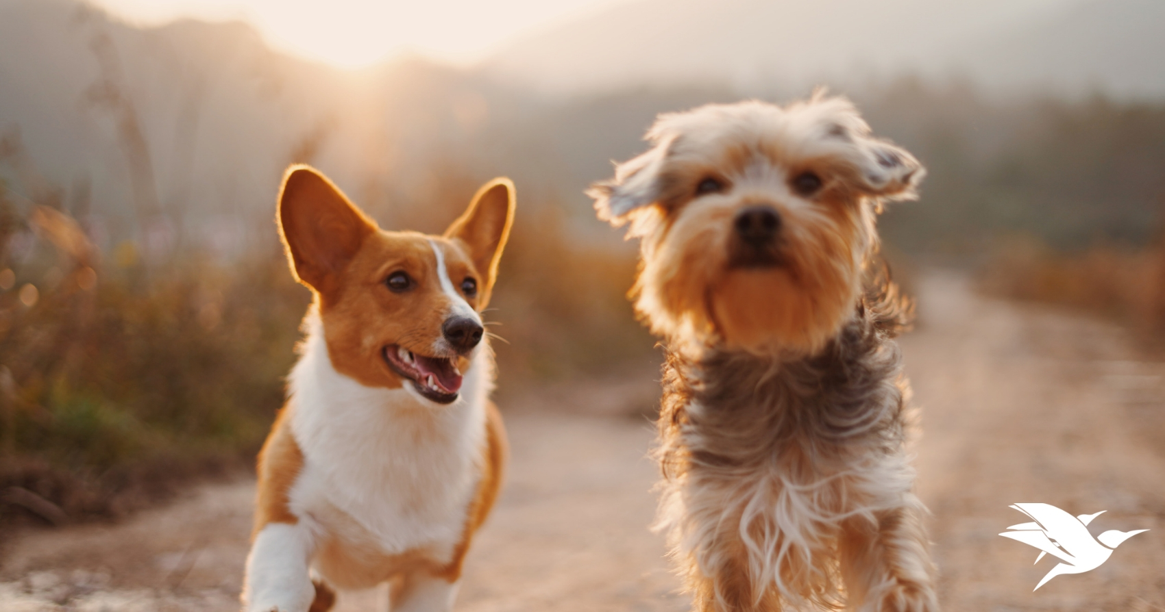 Pet-Friendly Holidays in Florida 