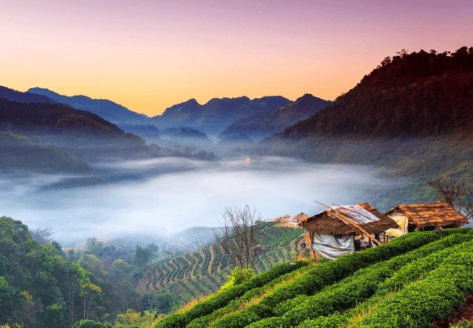 Tea plantations on Angkhang mountain, Chiang Mai, Thailand