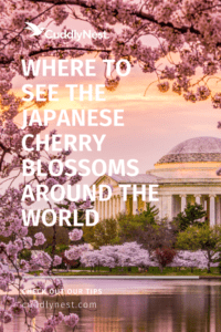 cherry blossoms pin