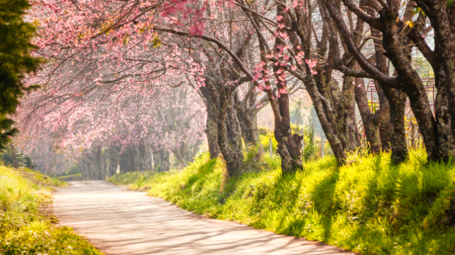 20 Countries Where You Can See the Japanese Cherry Blossoms