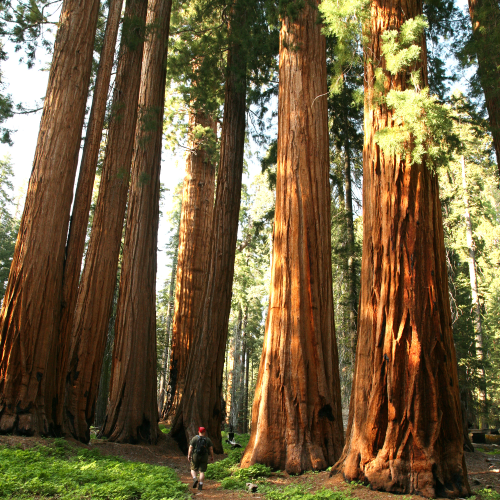 sequioa (3) | CuddlyNest Travel Blog