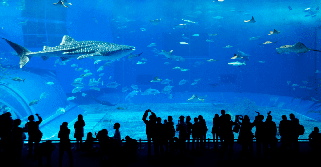 Dubai Aquarium and Underwater Zoo