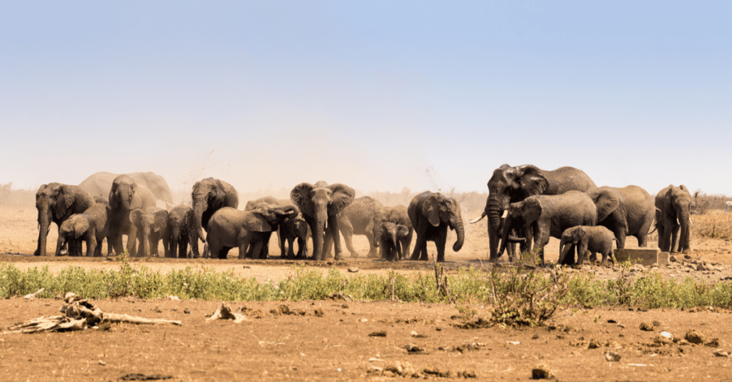 Kruger National Park | CuddlyNest Travel Blog Kruger National Park