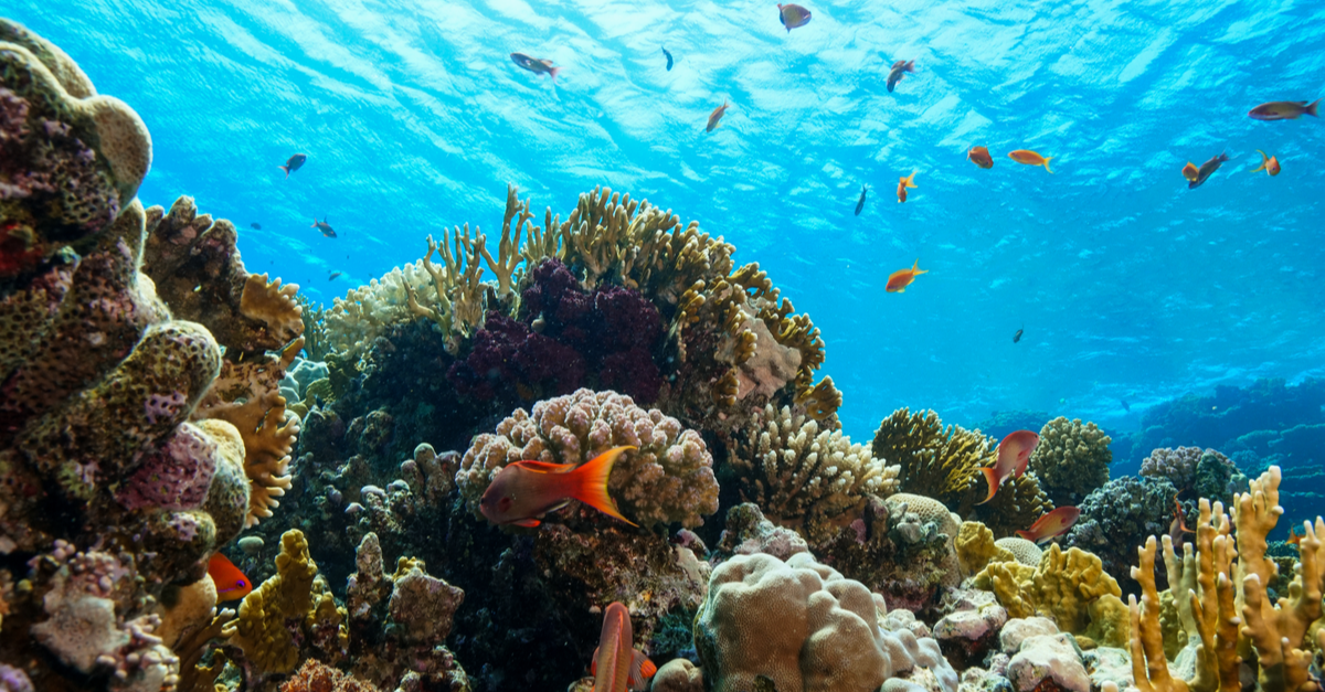 7 Ways To Celebrate World Oceans Day in 2022