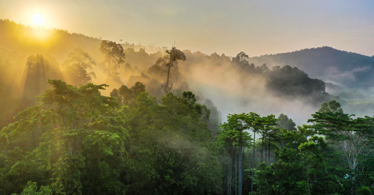 view of the top of the rainforest