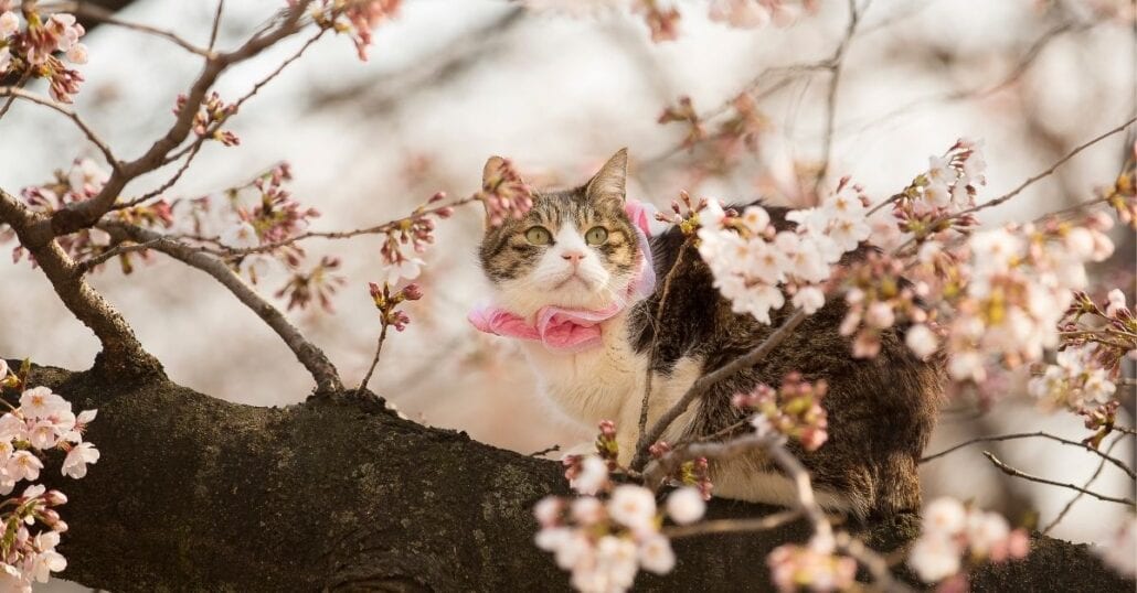 Kitten up on a cherry blossom tree, in Japan.