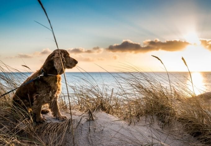 A cocker spaniel watching the sunset at a beach.