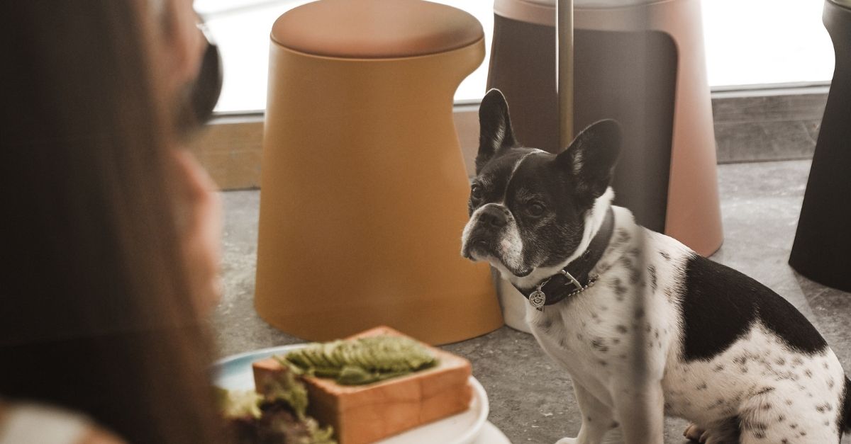 dogfriendlycafe.jpg CuddlyNest Travel Blog