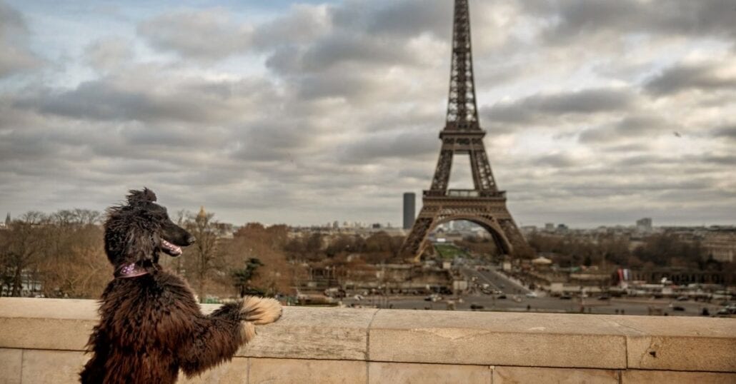 Dog looking at the Eiffel Tower on a cloudy autumn day in Paris.