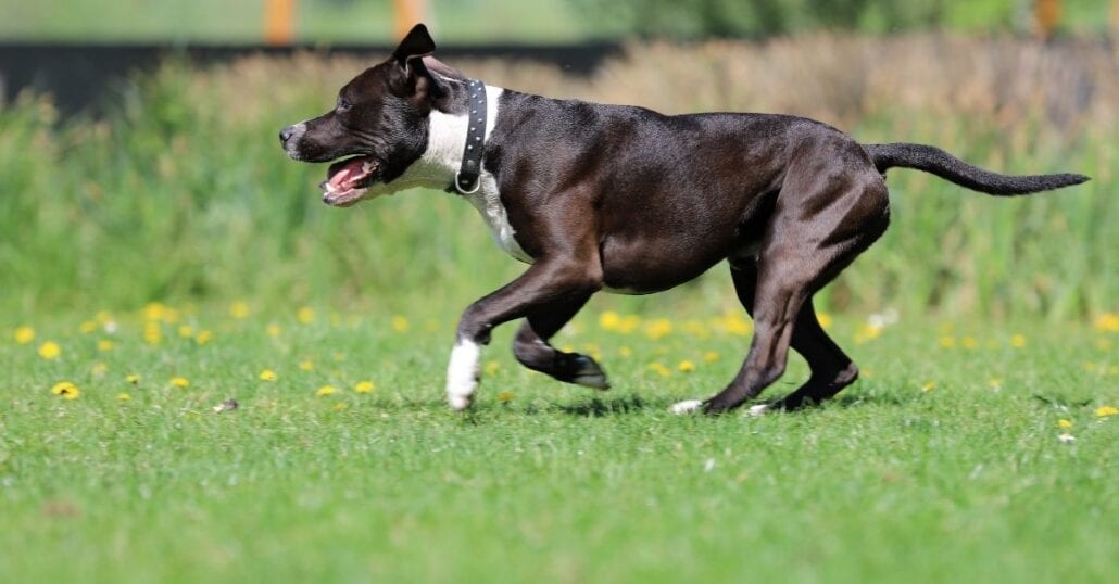 Black and white dog running on a green park during the day.