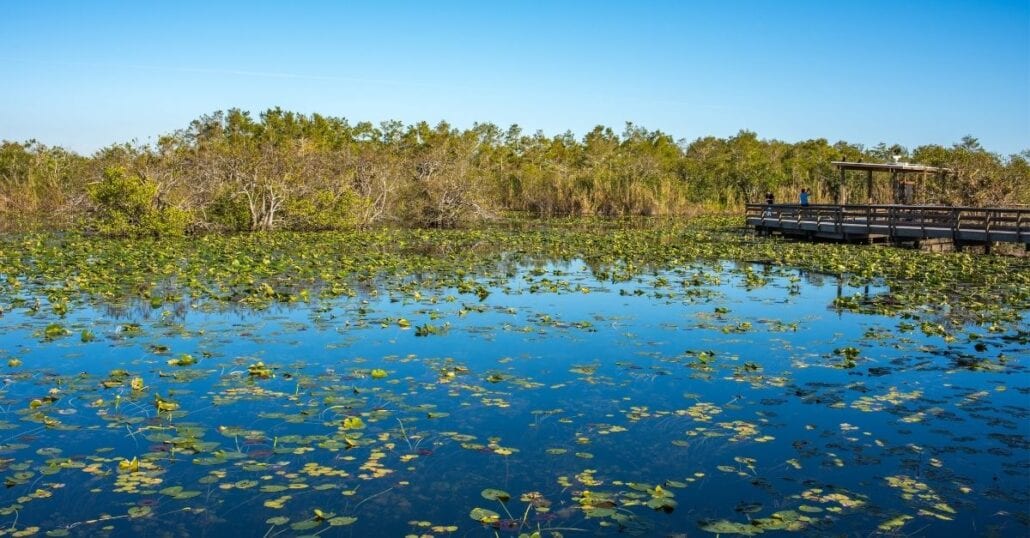 View from a lake filled with water plants at the Everglades National Park, in Florida.