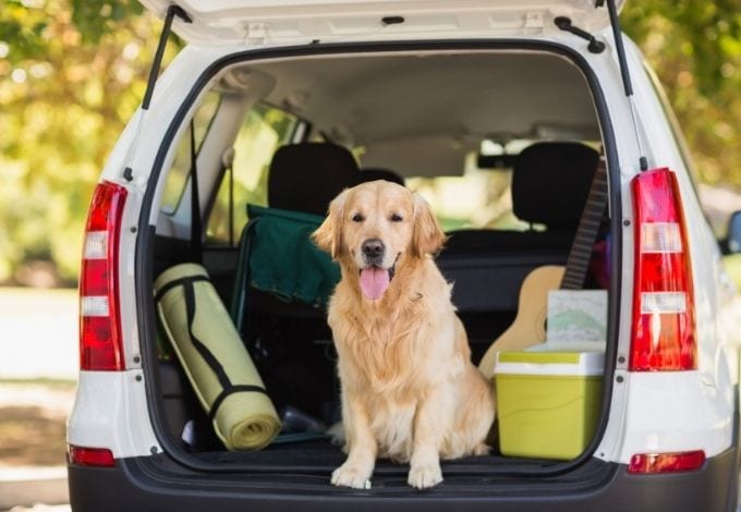 A golden retriever on a car trunk.