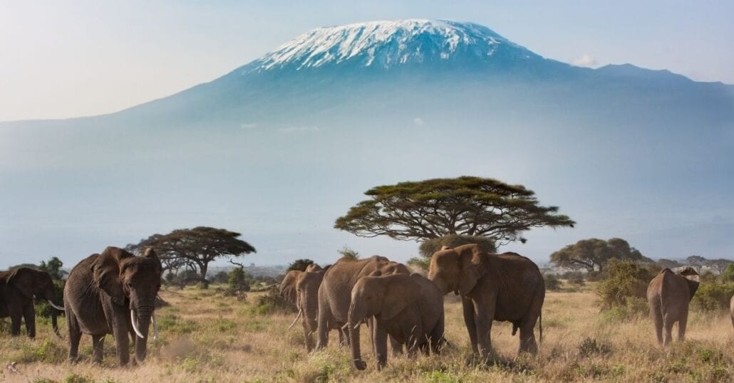 Elephants at a savannah in Tanzania.