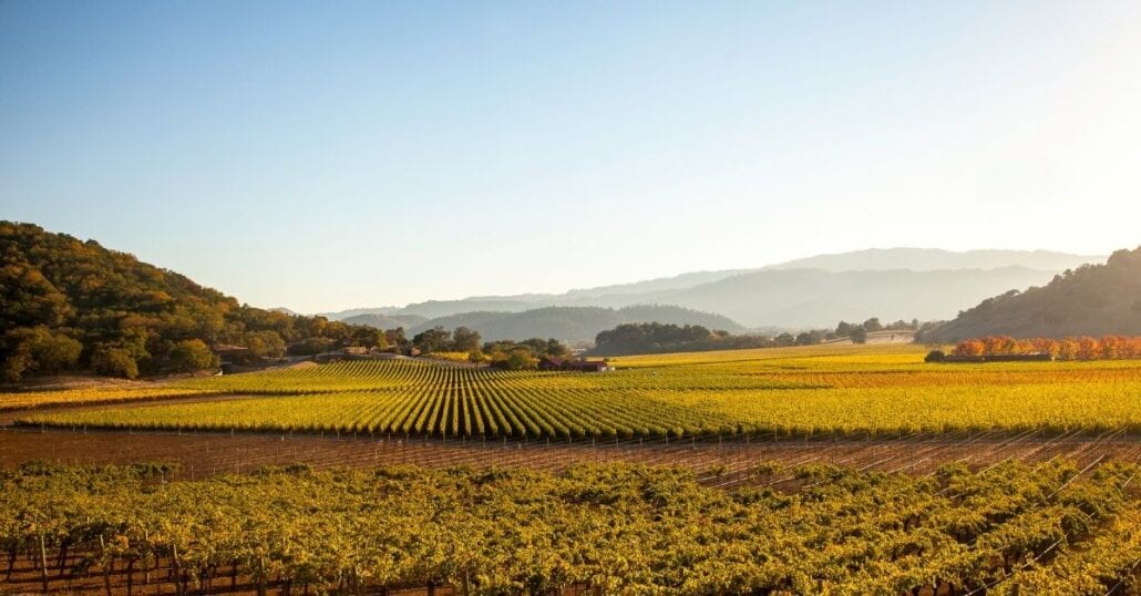 Ein grün-gelber Weinberg im Napa Valley.