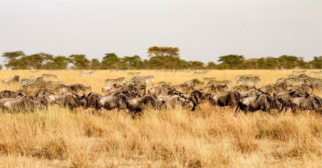 Zebras in the African savannah of the Serengeti National Park, Tanzania. 