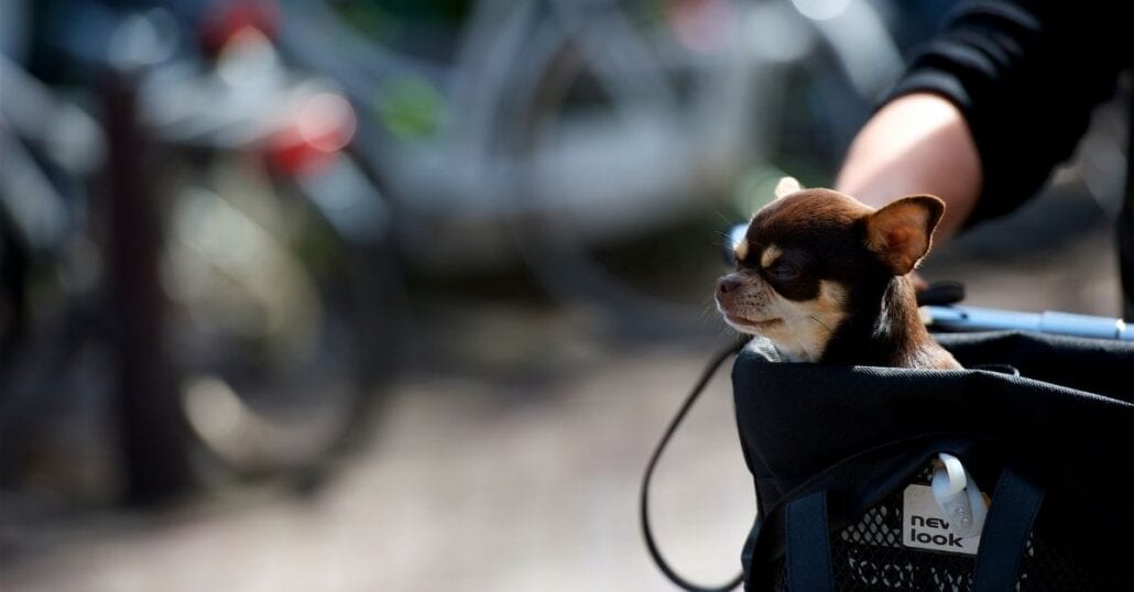 White and brown chihuahua on a bicycle carrier.