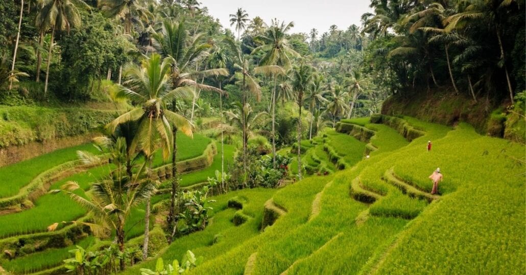 View of the green Tegalalang Rice Fields, where rice is harvested in Bali.