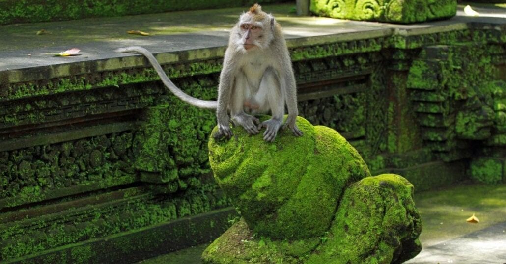 Monkey on top of a sacred sculpture on the Monkey Forest, on Ubud, Bali.