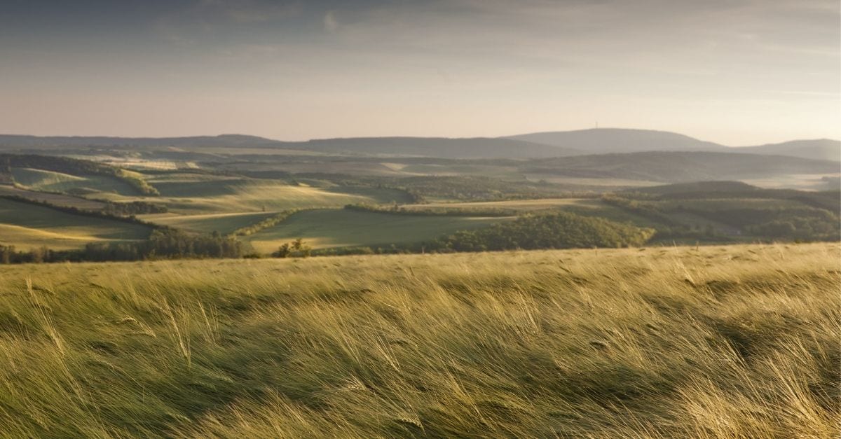 A windy field with a mountainous backdrop.