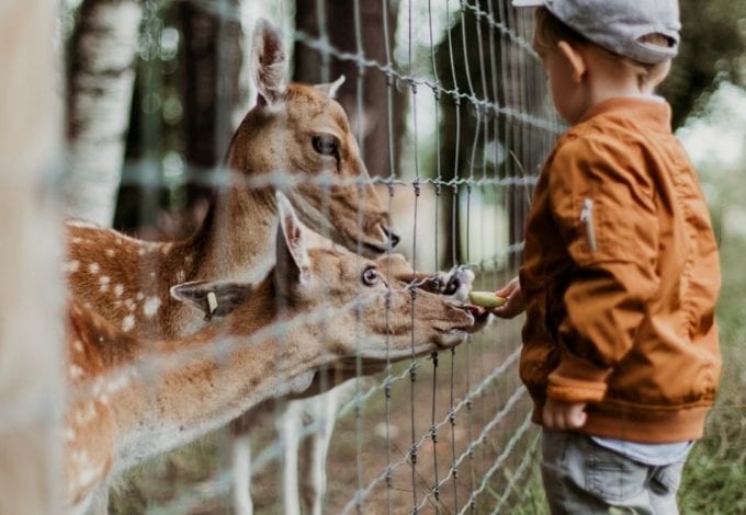 Child feeding deer at Bronx Zoo in New York City 