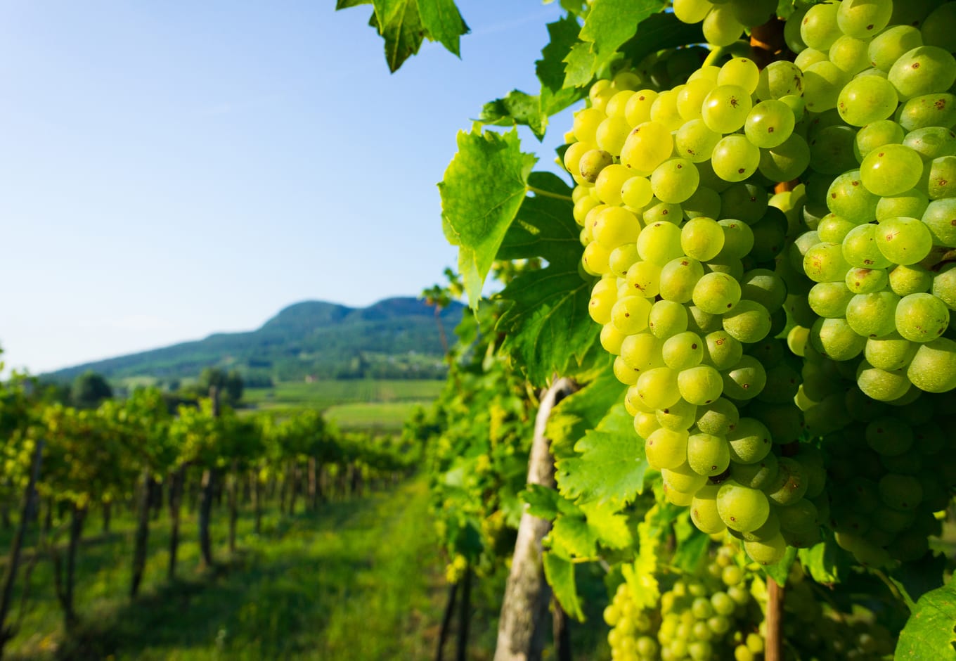 Wine grapes in vineyard close to Badacsony hill, in Hungary
