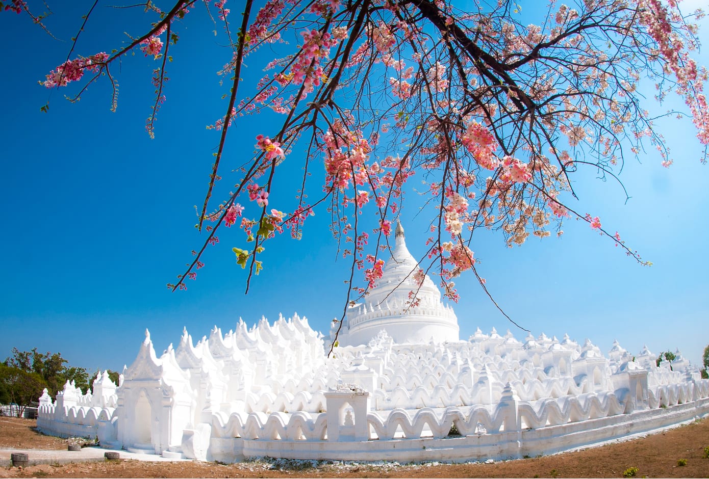 A cherry blossom tree in front of a white temple.