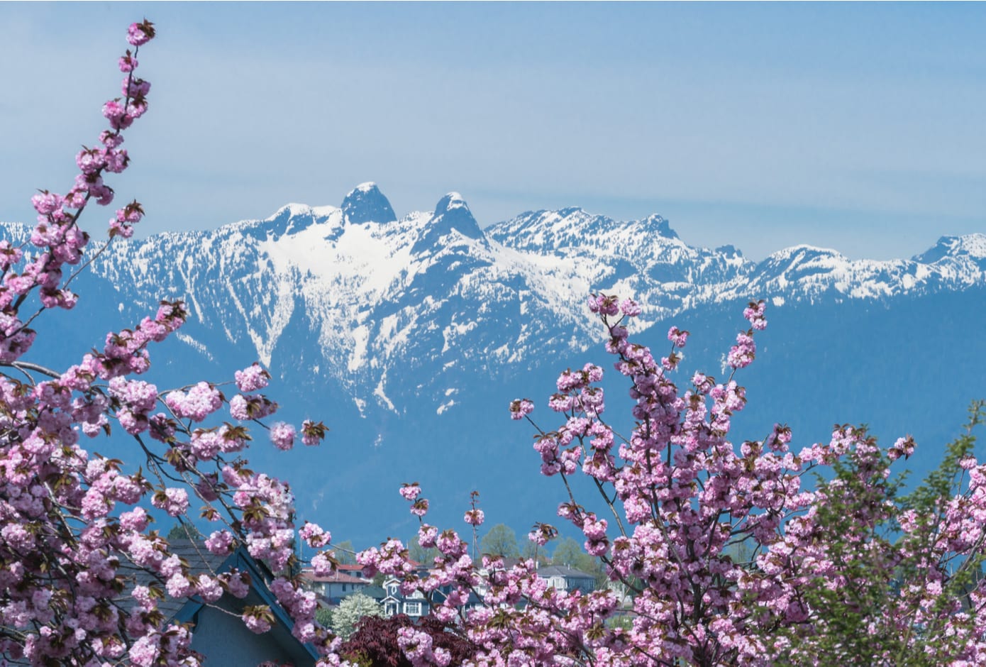 Cherry blossom trees in Vancouver, Canada.