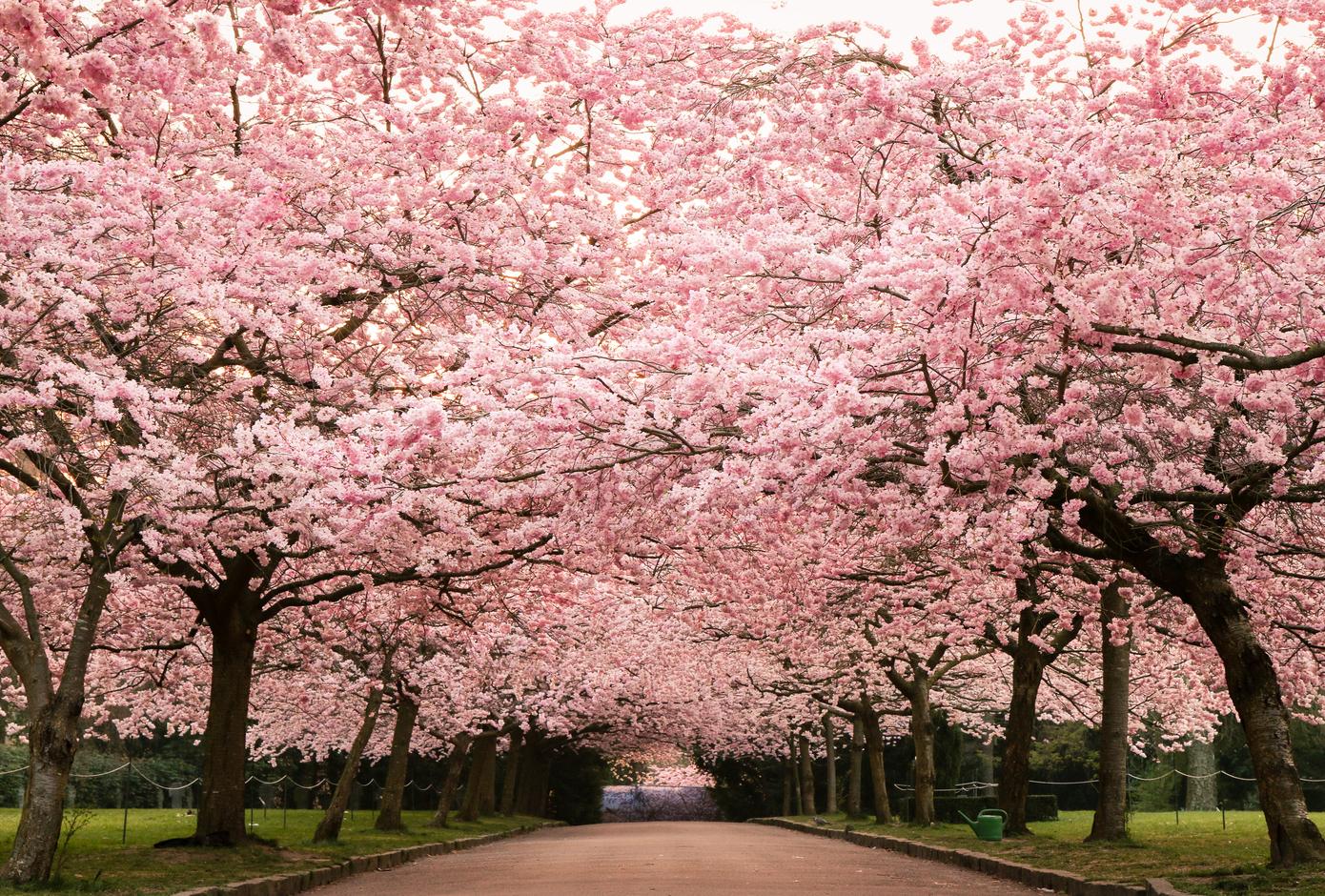 Beautiful cherry blossom at Kirsebæralléen, Copenhagen
