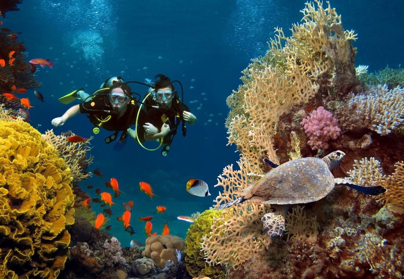 Two divers, a male and a female, under the ocean facing orange fishes, corals and a sea turtle.