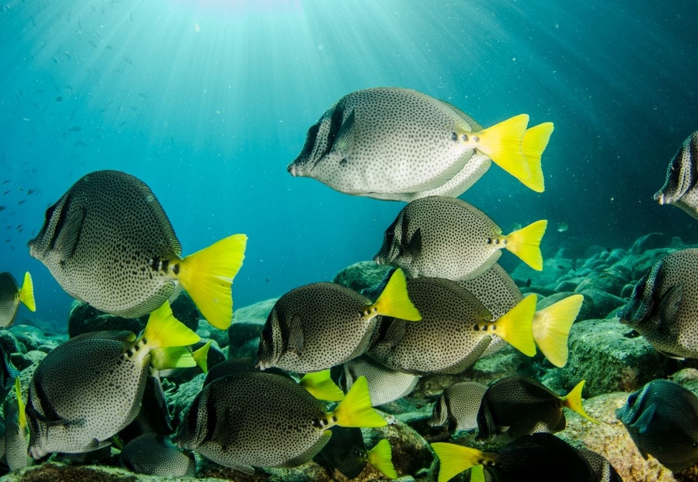 A school of fish swimming in the sea.