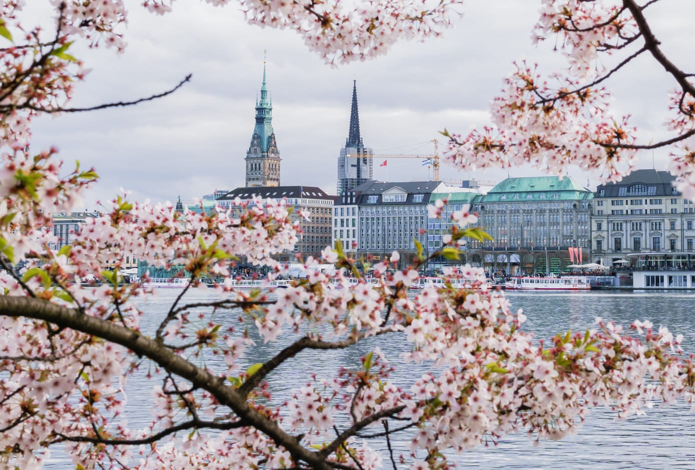 View of Hamburg townhall - Rathaus, Alster river, and a cherry blossom tree at spring day.
