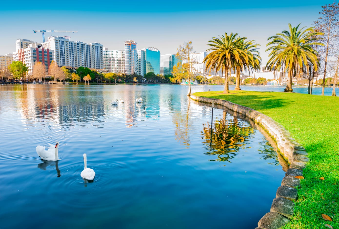 Two swans on the lake at Lake Eola Park.