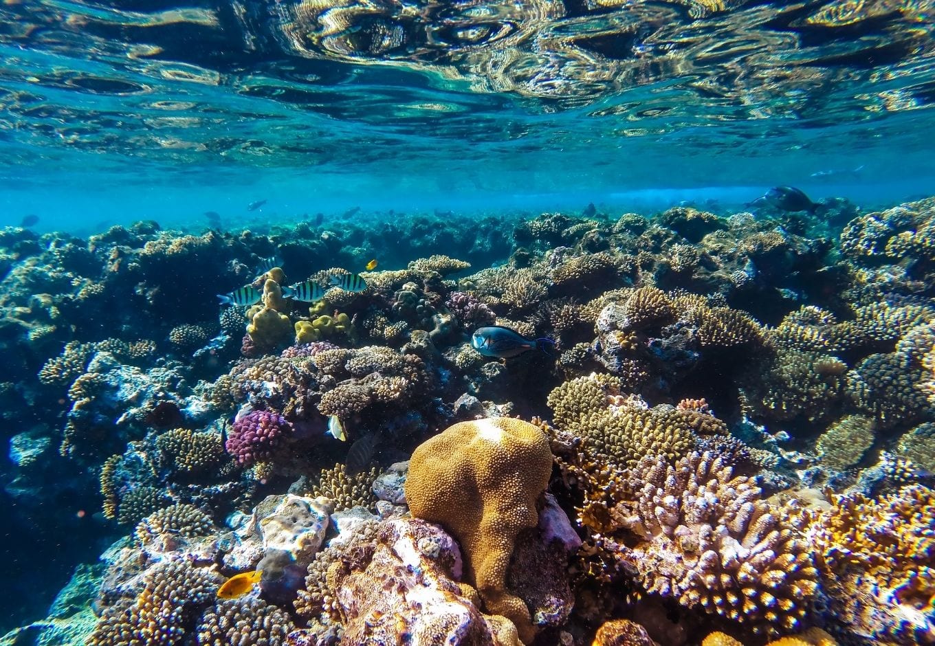 Underwater picture of corals and reefs.