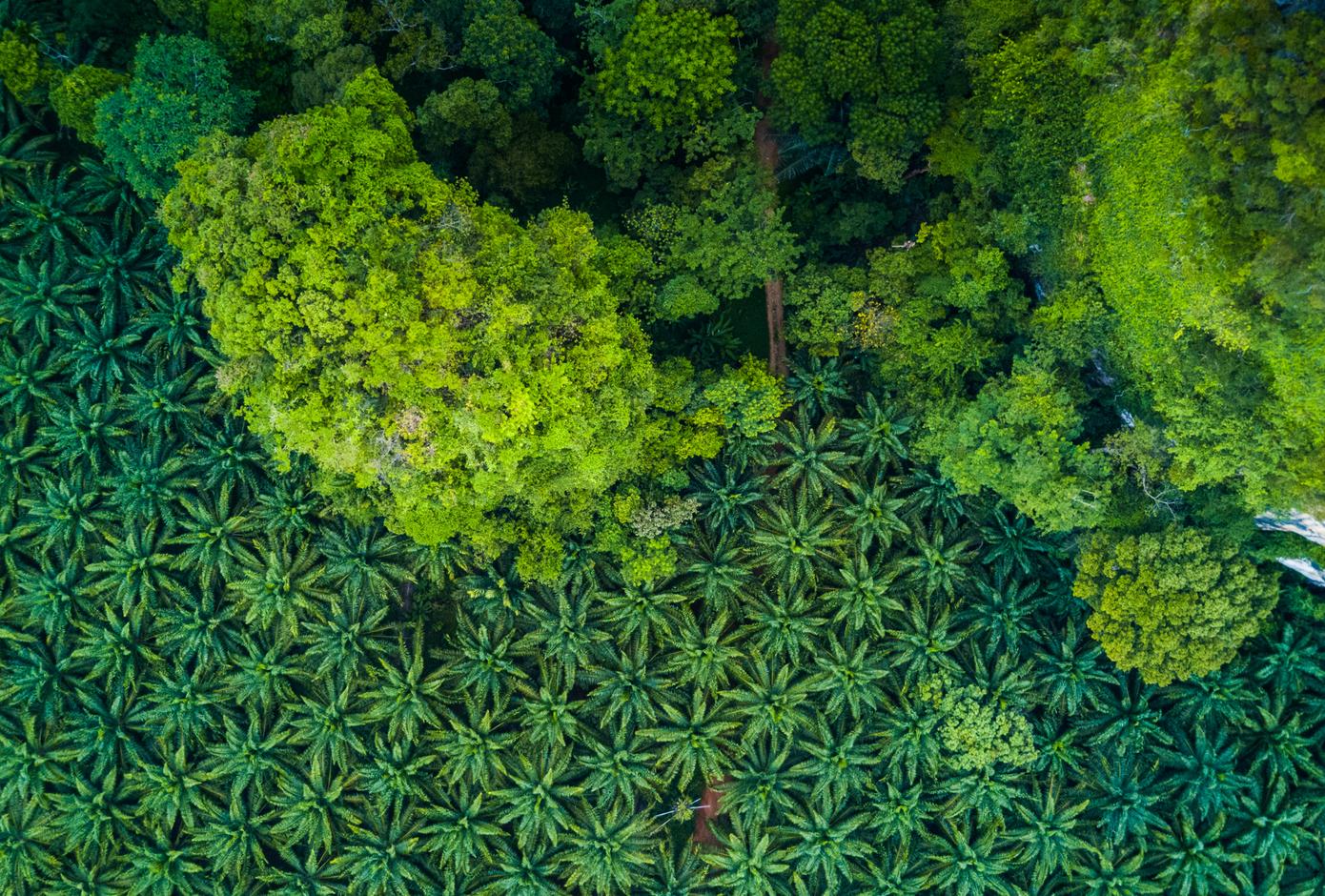 Aerial view of a palm forest.