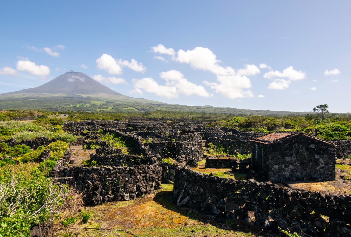 Pico Island Vineyard, in Azores.