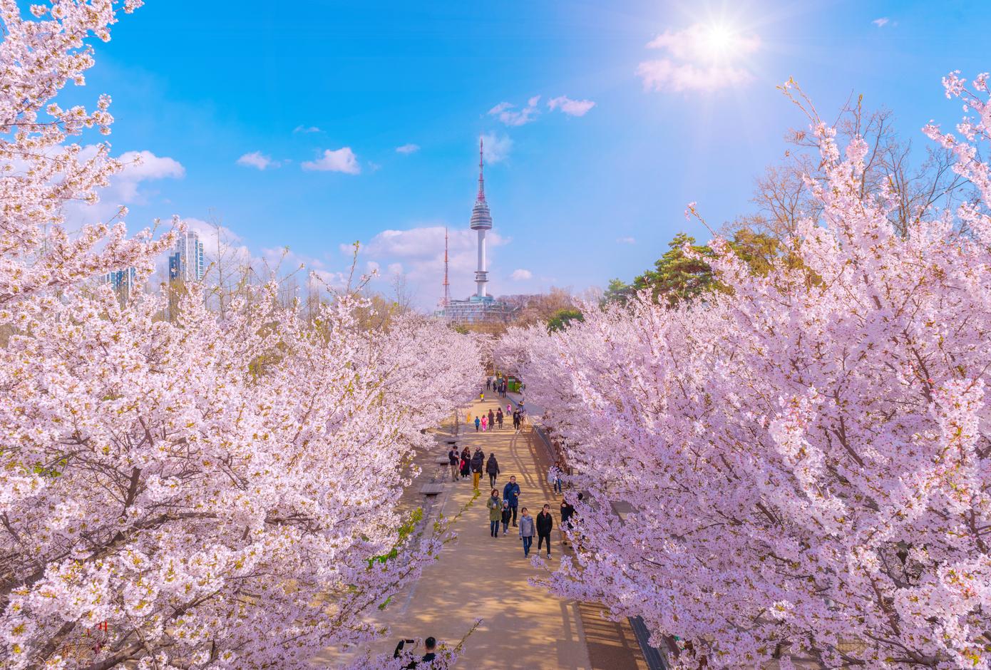 Cherry blossom trees at the Seoul Forest Park in Seoul, South Korea.
