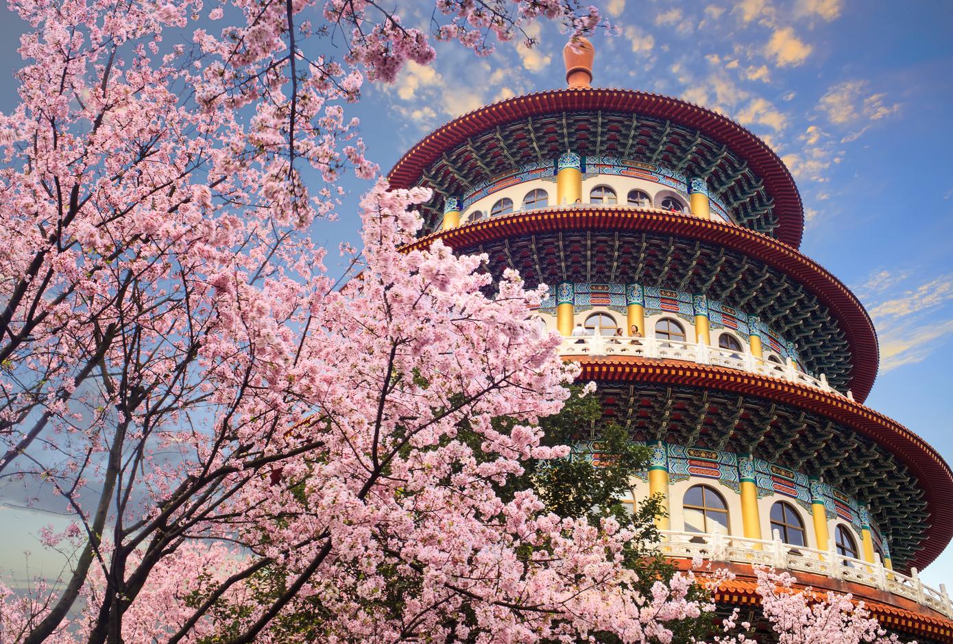 Cherry blossom trees Taipei, Taiwan