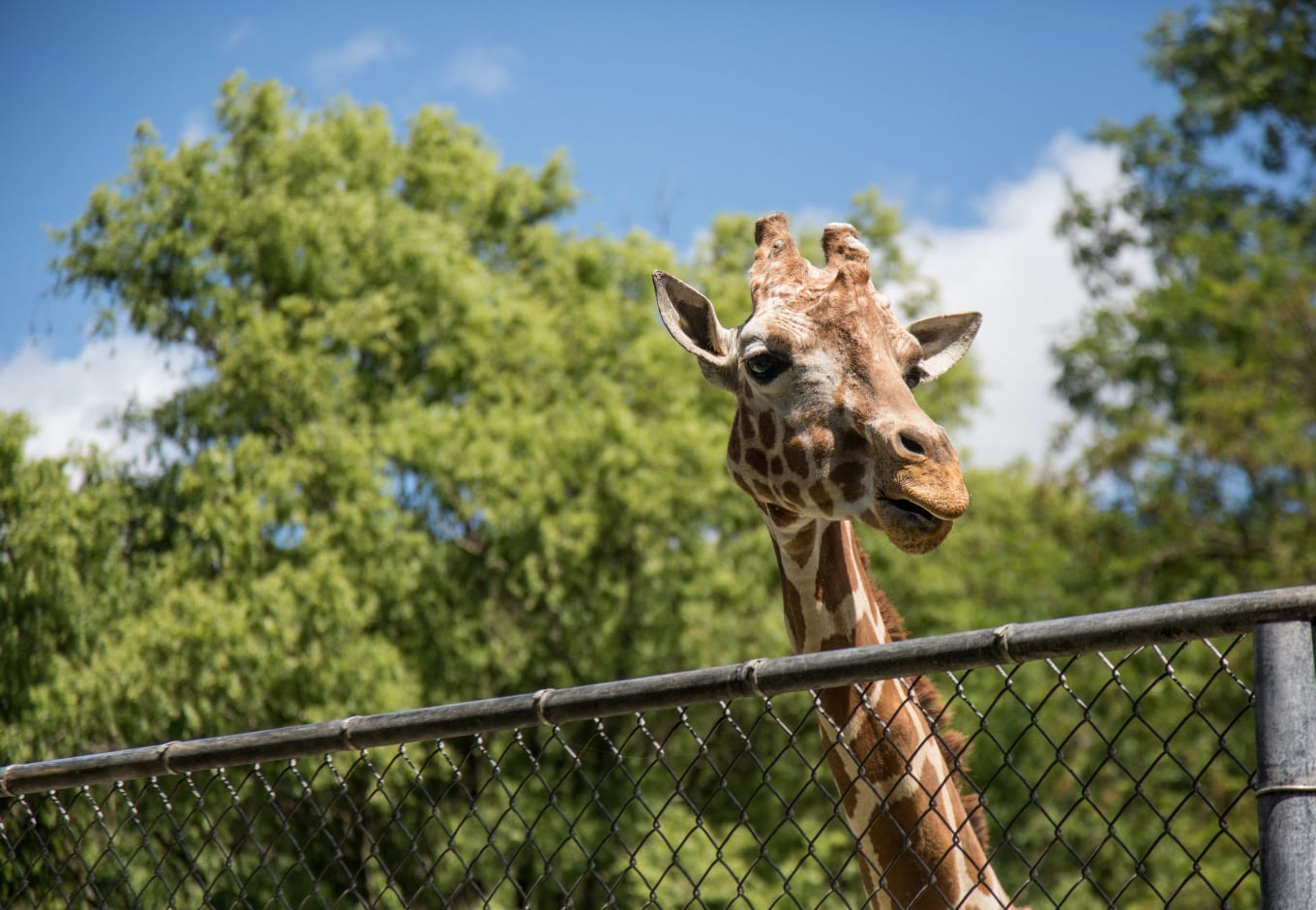 A giraffe at Bronx Zoo in NYC