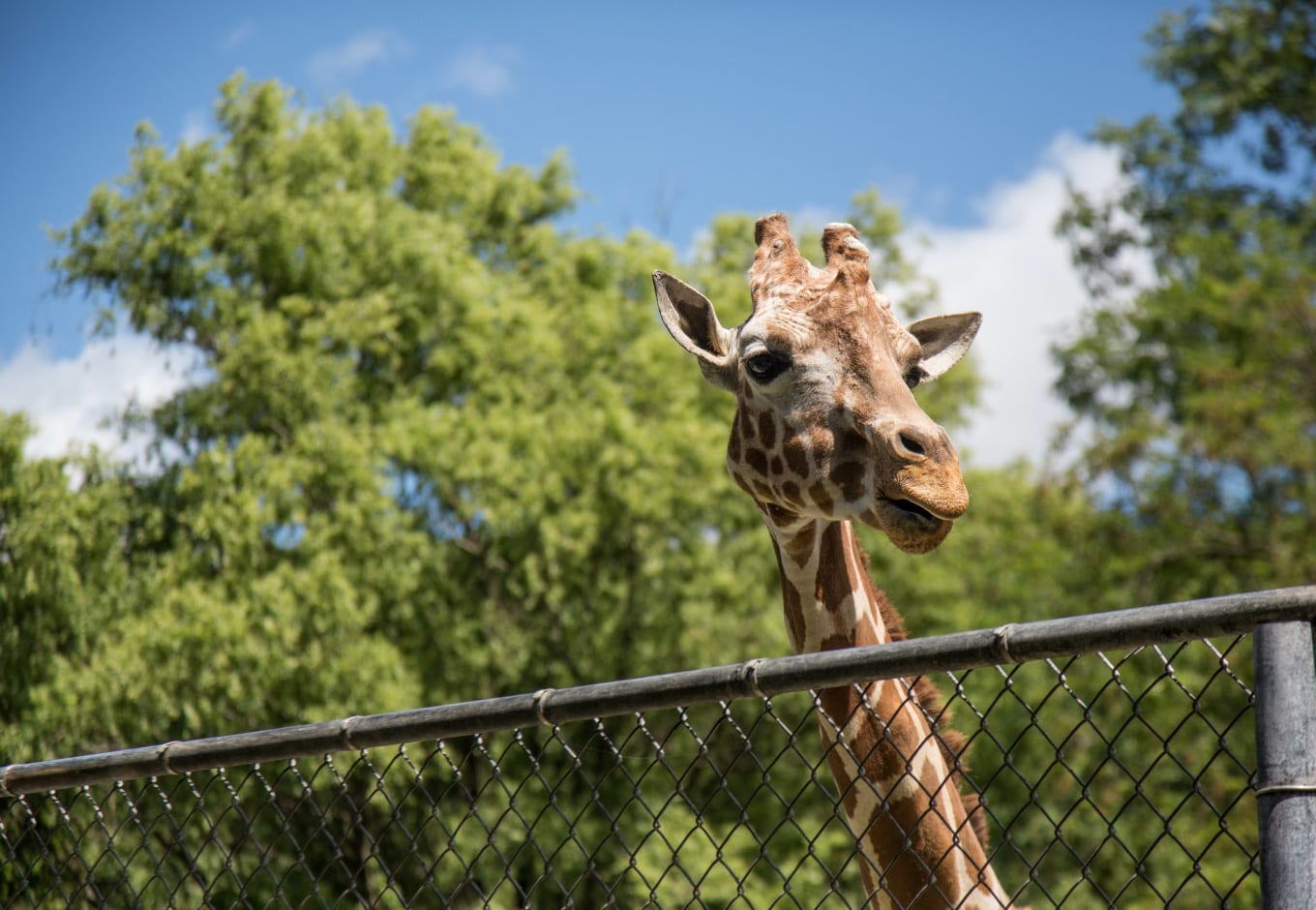 A giraffe at Bronx Zoo in NYC 