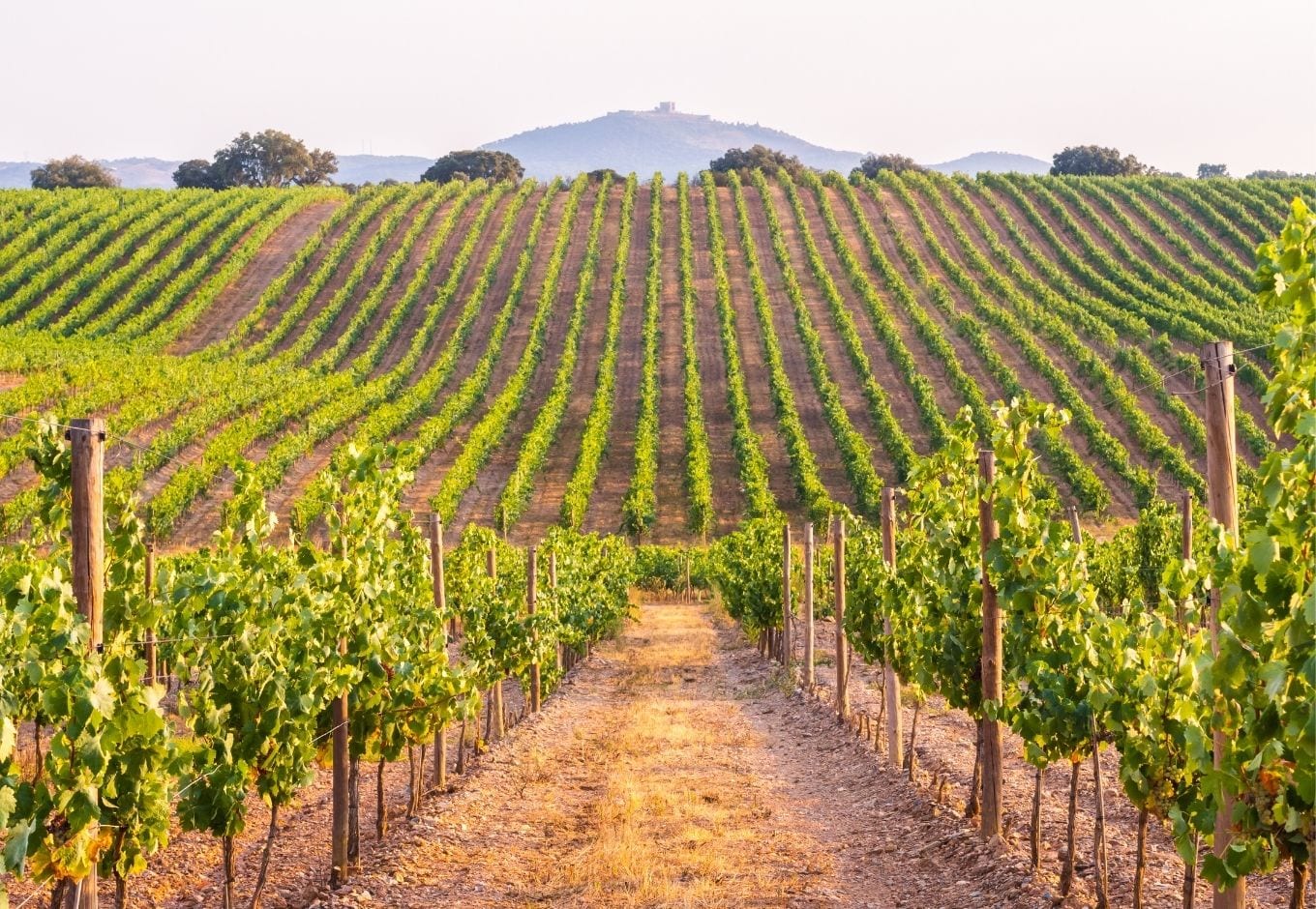 View of an extensive green vineyard.